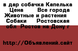 в дар собачка Капелька › Цена ­ 1 - Все города Животные и растения » Собаки   . Ростовская обл.,Ростов-на-Дону г.